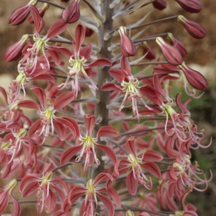 Eremurus alberti